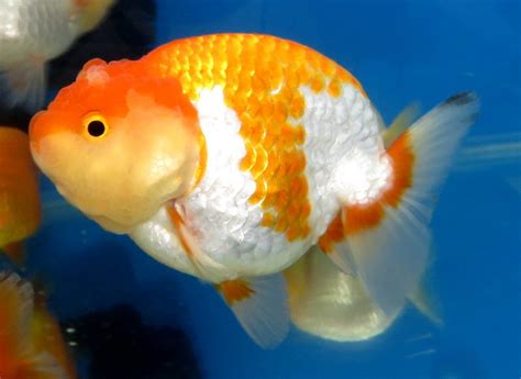 藍面財神混養|金魚&水族快訊Goldfish & Aquarium Messages: 藍面。